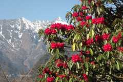 Rhododendron arboreum
